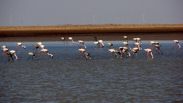 Kutch Desert Wildlife Sanctuary Kutch Desert Wildlife Sanctuary