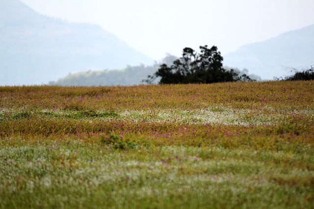 Kaas Plateau Kaas Plateau
