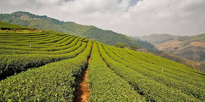 Top things to do in Kerala - Tea and Spice Plantations 