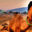 Pushkar Camel Fair Guide