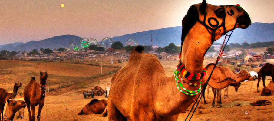 Pushkar Camel Fair Guide