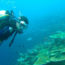 Scuba diving in goa