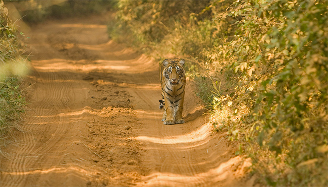 Wildlife in Rajasthan