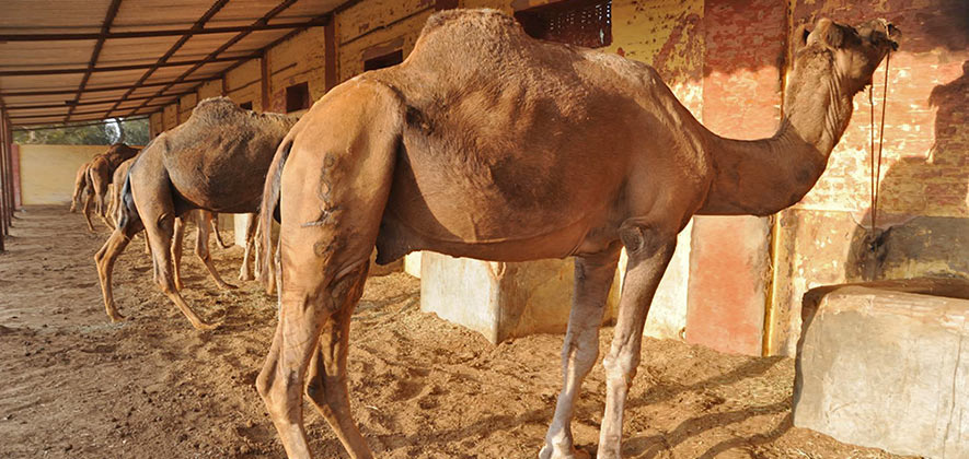 Things To Do in Rajasthan - Camel Farm Rajasthan