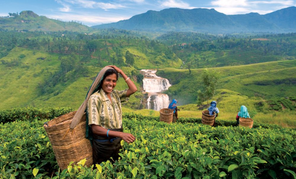 Things To Do in Kandy - Tea Plantations Visit