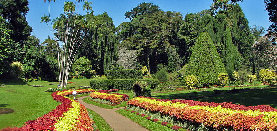 Things To Do in Kandy - Royal Botanical Garden Peradeniya
