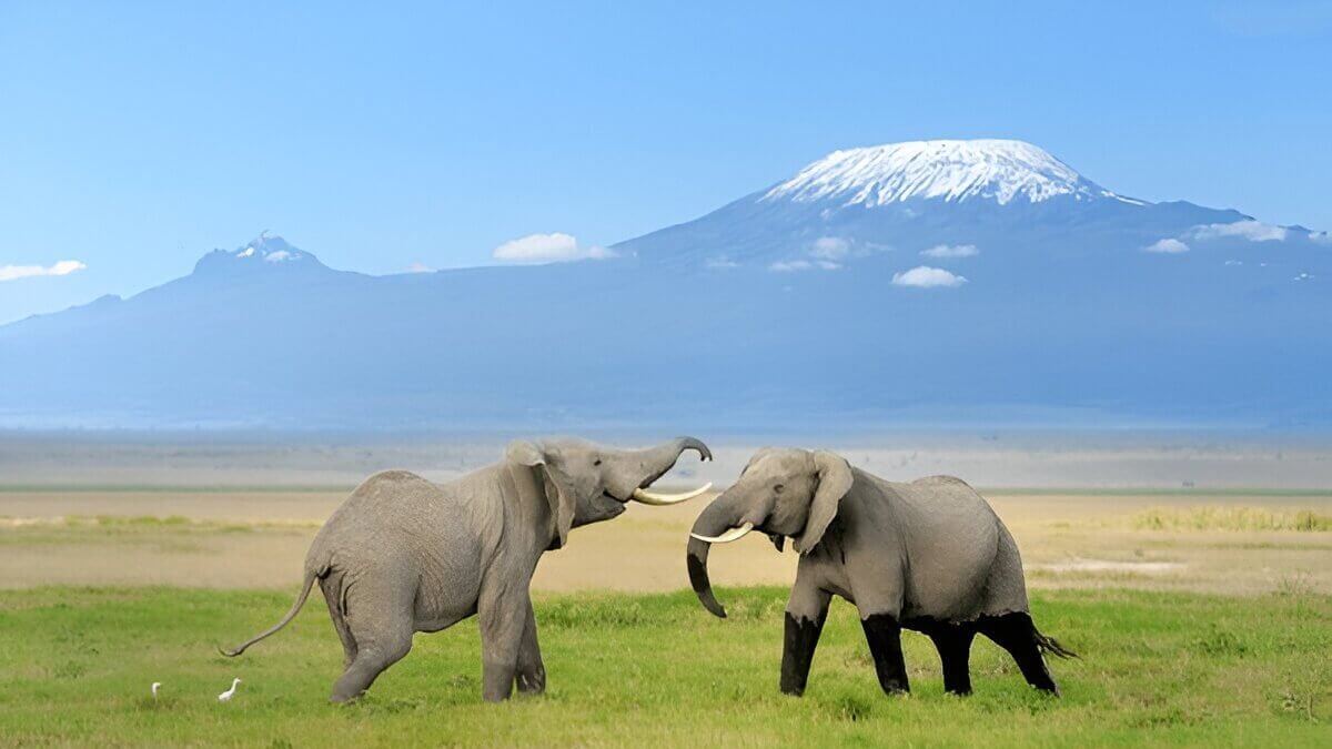 Amboseli National Park - Kenya's Top National Parks