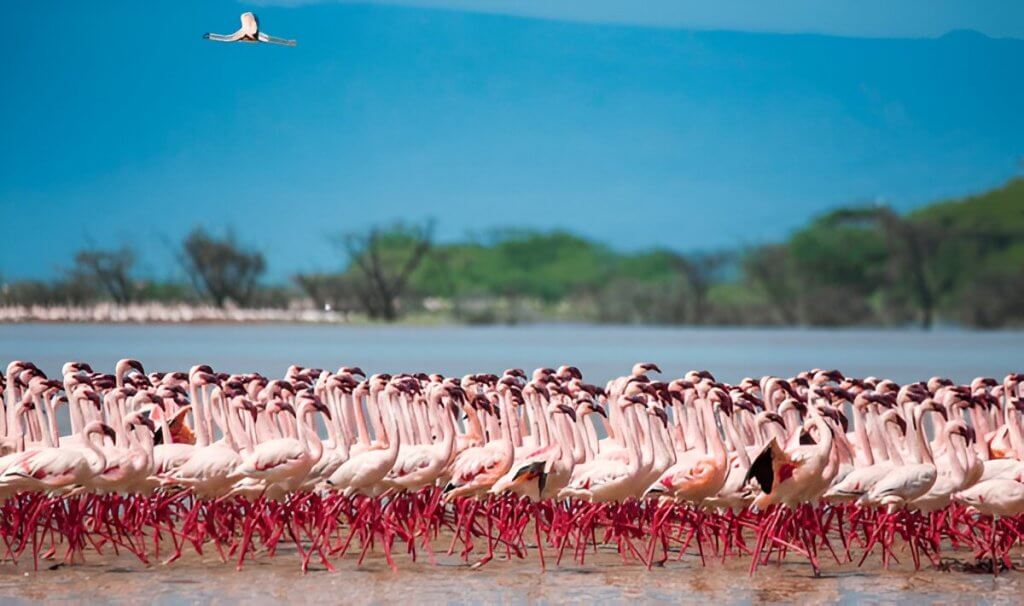 Lake Nakuru National Park