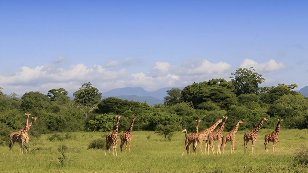 Meru National Park - one of Kenya's Top National Parks