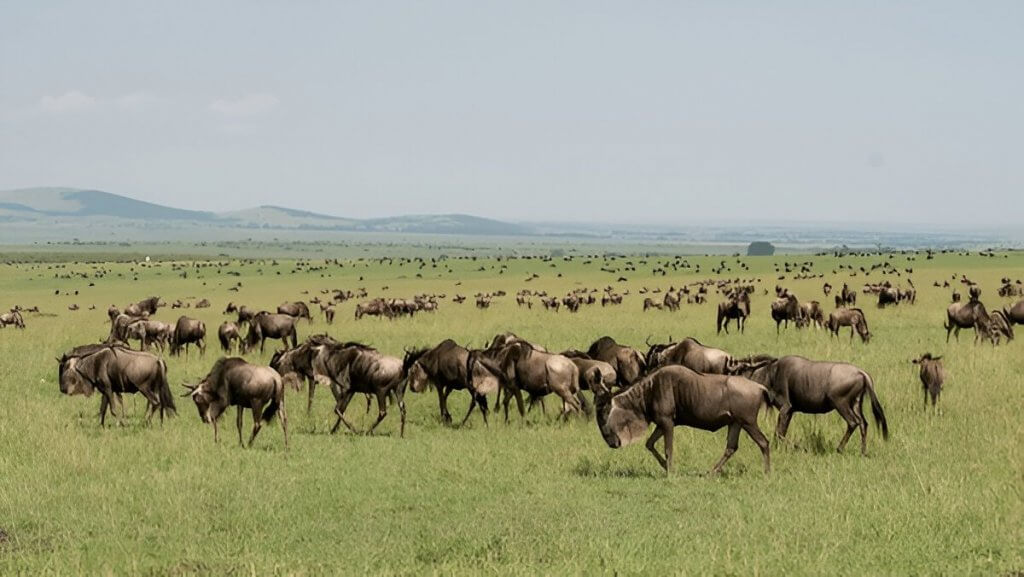 Maasai Mara National Reserve