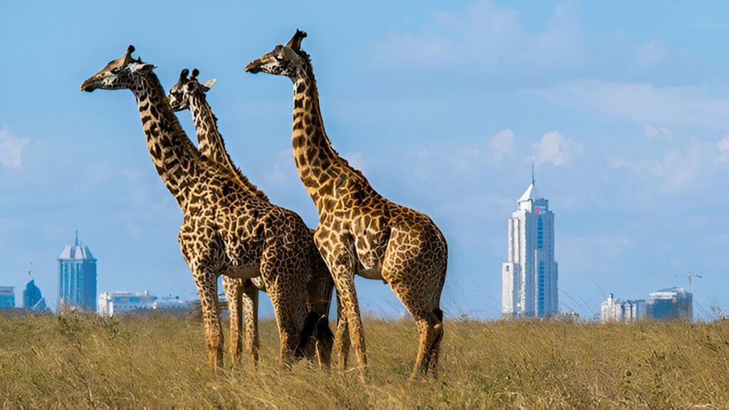 Nairobi National Park