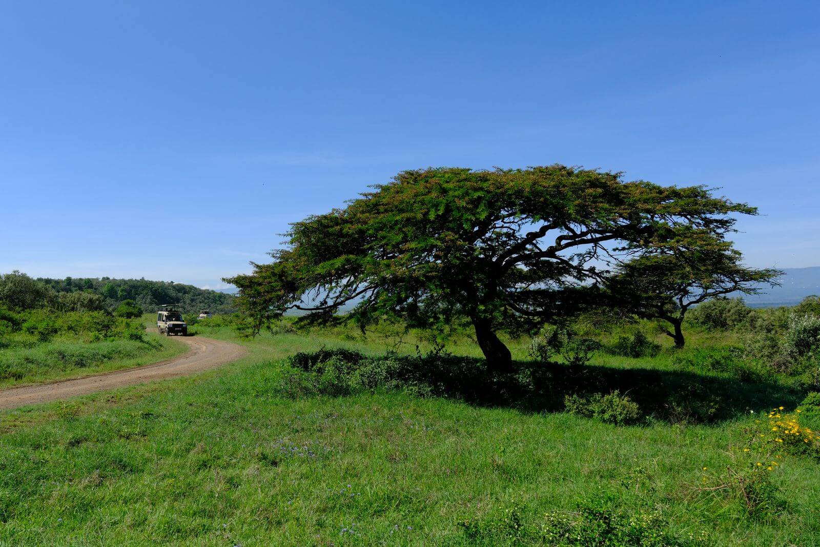 Lone acacia tree on the Kenyan savanna at sunset