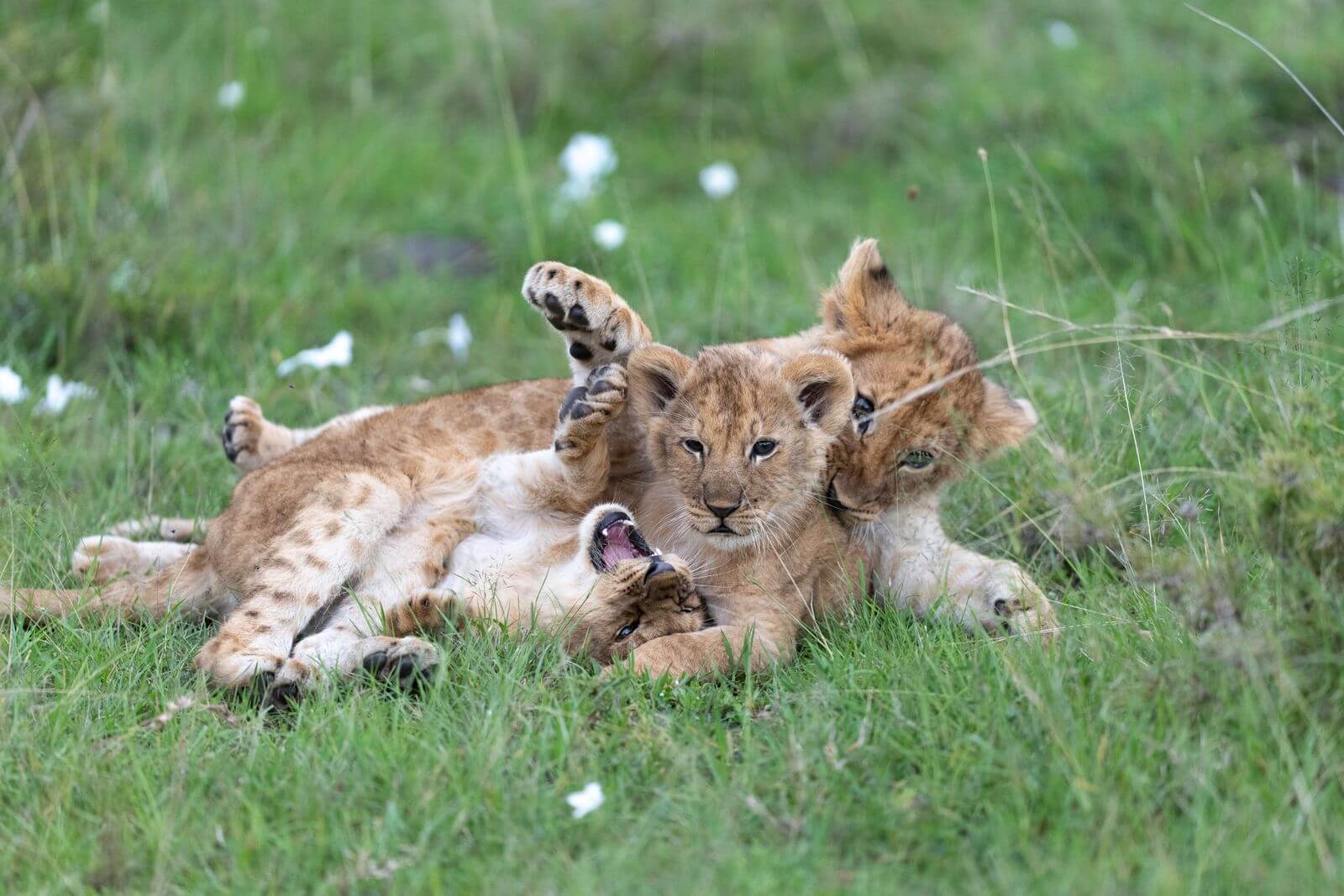 Lion cubs in the grasslands of the Maasai Mara, Kenya