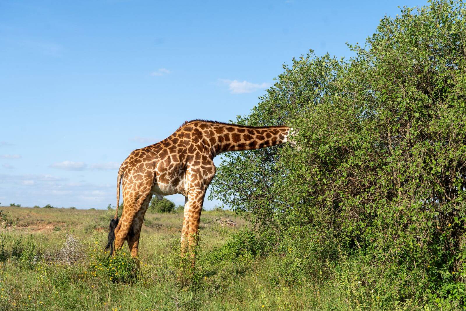 Giraffe feeding in Nairobi's savanna, Kenya