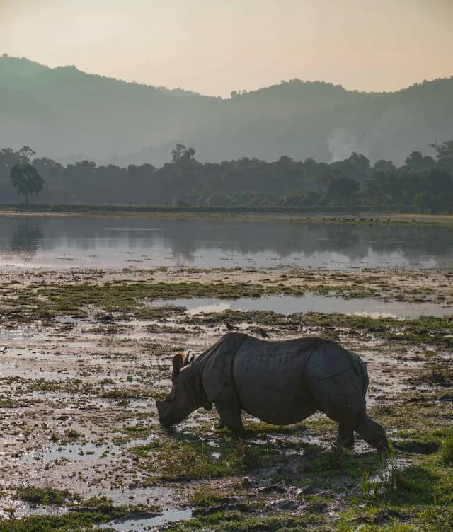 One-horned rhinoceros beside water in Kaziranga National Park