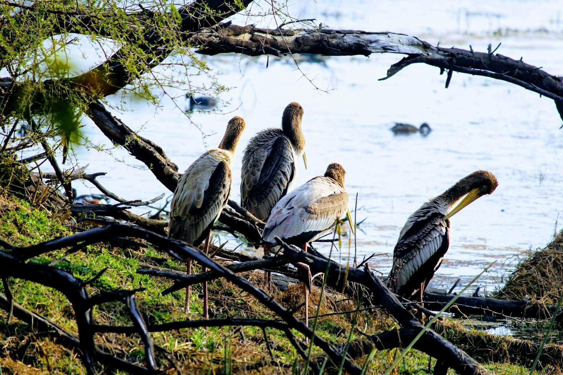 National Park vs Wildlife Sanctuary vs Tiger Reserve: India’s Nature Labels Explained