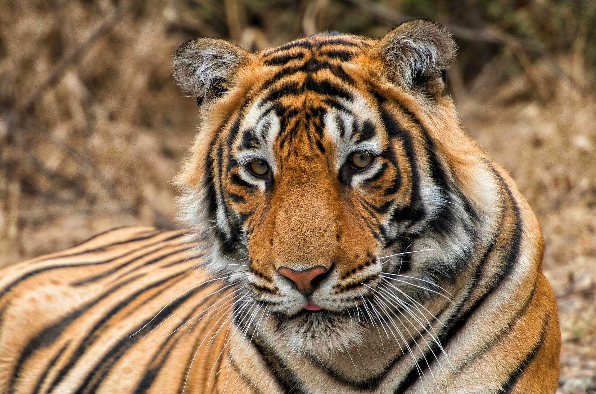 How to Book a Safari in India: Official Portals, Permits & Planning