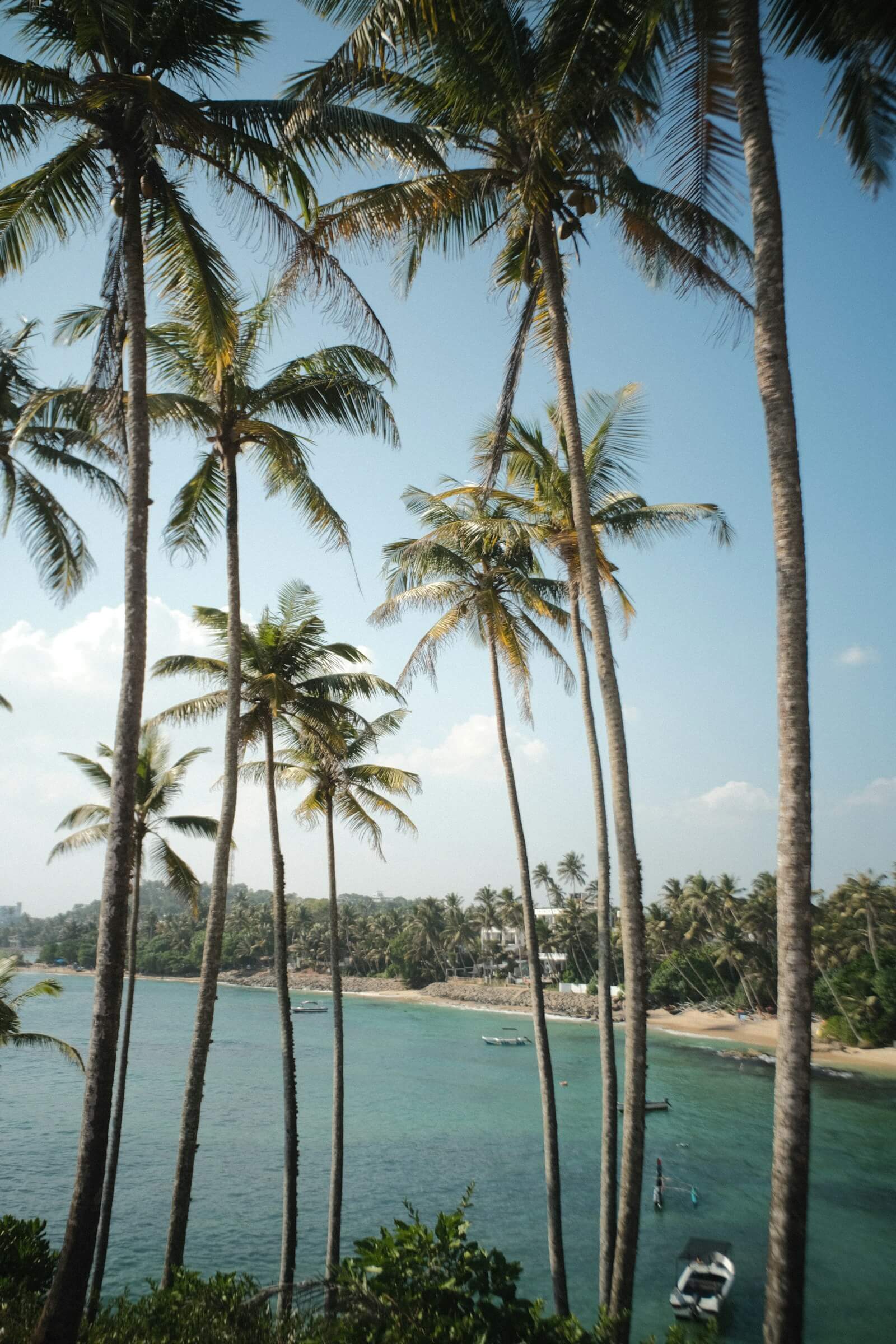Palm trees on Coconut Tree Hill above the sea in Mirissa, Sri Lanka