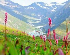 Valley of Flowers and Hemkund Trek