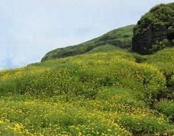 Trek to Ratangad Fort