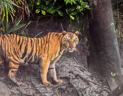 Sunderbans Wildlife Tour