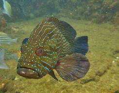 Scuba Diver 2-Day Course in Goa