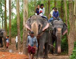 Ways Of An Elephant - Special Thekkady Day Tour