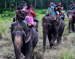 Thekkady Elephant Experience