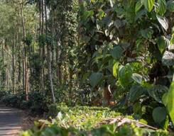 Coorg Coffee Plantation Tour