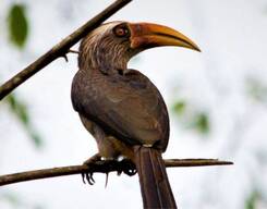 Birding Tour Through Coorg Coffee Plantation