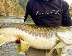 The  Golden Himalayan Mahseer Sport Fishing Expedition In Jammu & Kashmir