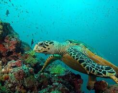 Open Water 4 Day Course at Havelock