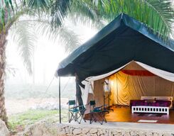 Luxury camping experience amidst the palm trees of Ponnampet, Coorg