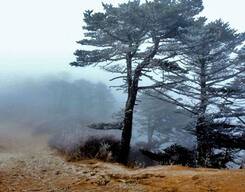 Sandakphu Trek