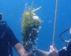 Couple's Romantic Scuba Dive in Pondicherry