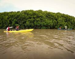 Kayaking in Mangrove Forest Island and Paravur Backwaters Near Varkala and Kollam