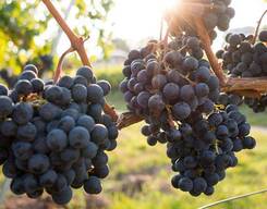 Kinvah Wine Tour in Bangalore