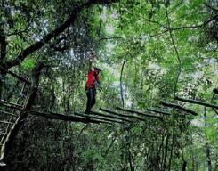 Rainforest Walk & Treetop Adventure at Coorg
