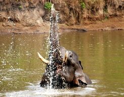 South Coorg Tour