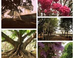 Lalbagh eco walk.