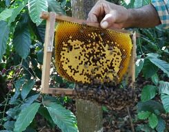 Beekeeping Tour