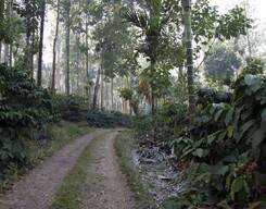 Coorg wildlife & Nature tour