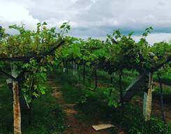 Wine Tour and Tasting in Bangalore