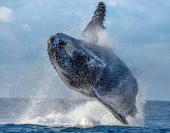 Mirissa Whale Watching Day Tour from Colombo