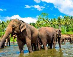 Pinnawala Elephant Orphanage Day Tour from Colombo