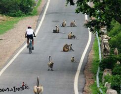 Morning Bicycle Ride to Nahargarh Fort