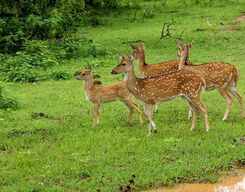 Yala National Park Safari Day Trip from Galle