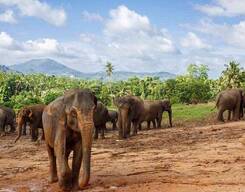 Kandy & Pinnawala Elephant Orphanage Day Tour from Colombo