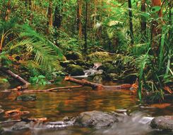 Sinharaja Rain Forest Day Trek from Colombo