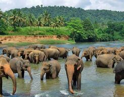 Pinnawala Elephant Orphanage Day Tour from Kandy
